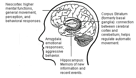 neocortex-functions